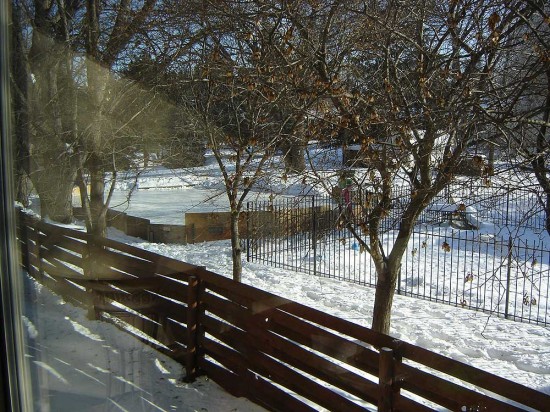 backyard hockey rink