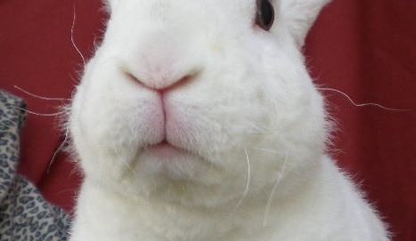 Close up of white bunny with curly whiskers